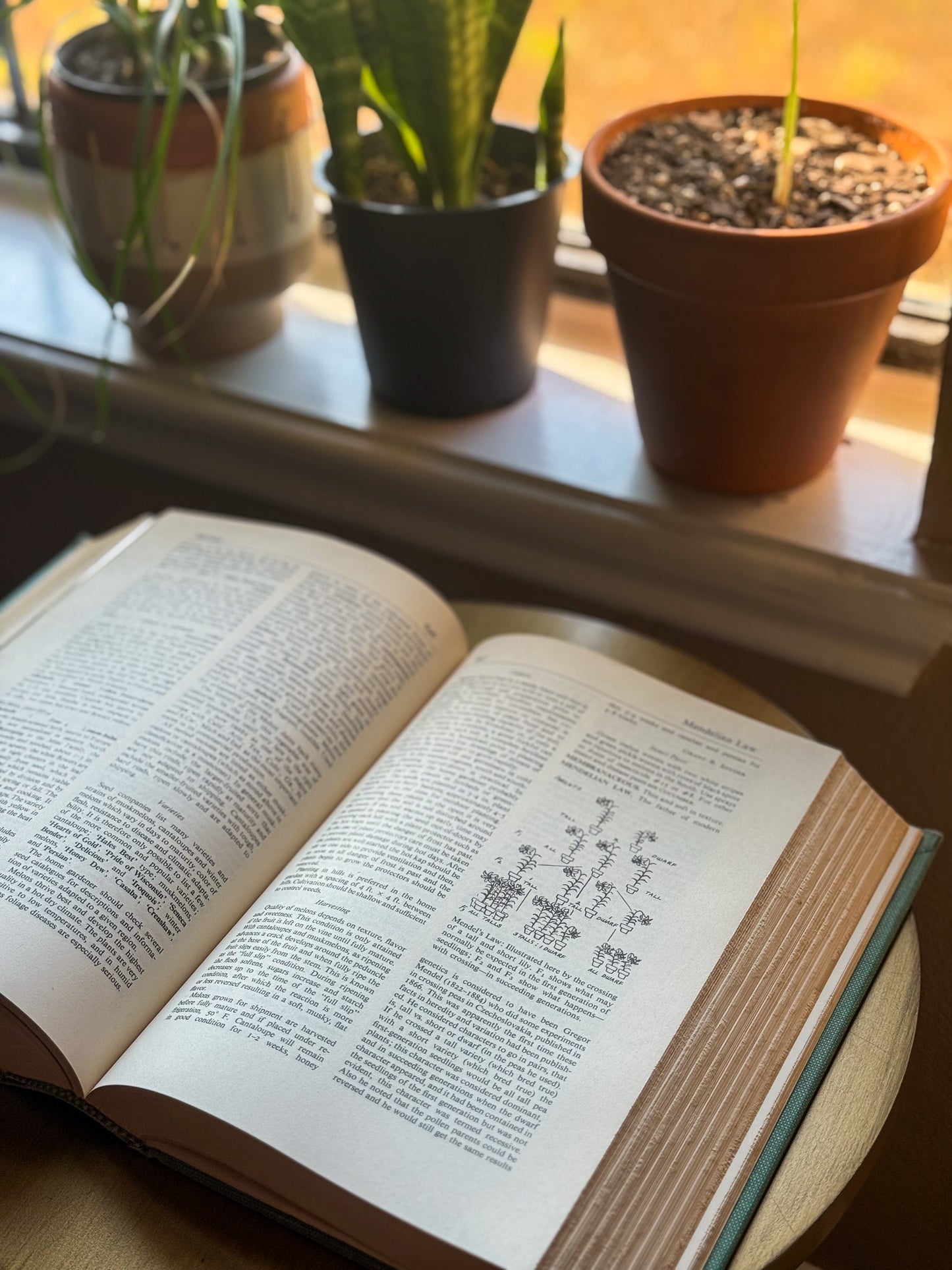 Wyman’s Gardening Encyclopedia