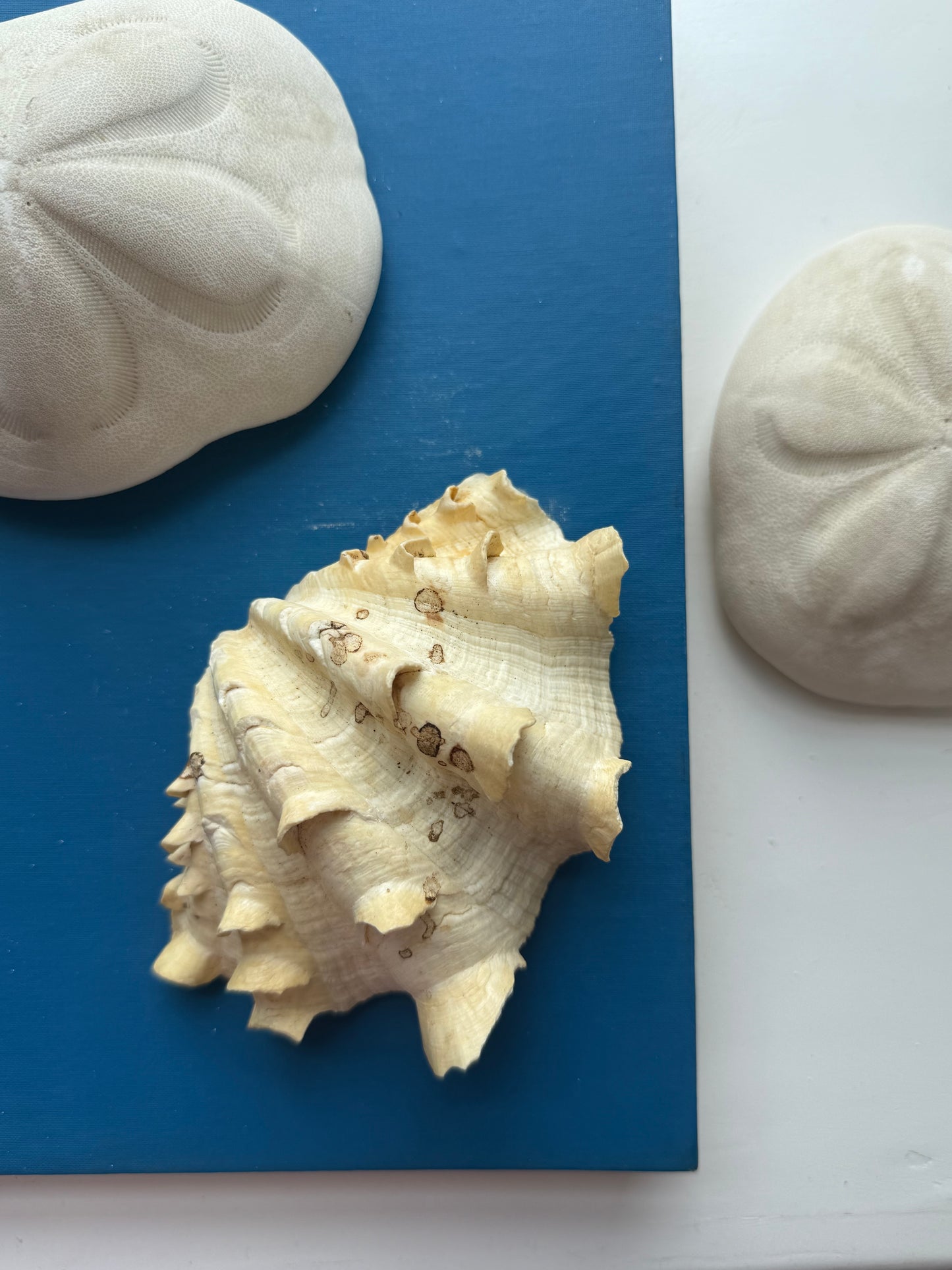 Texas Seashells