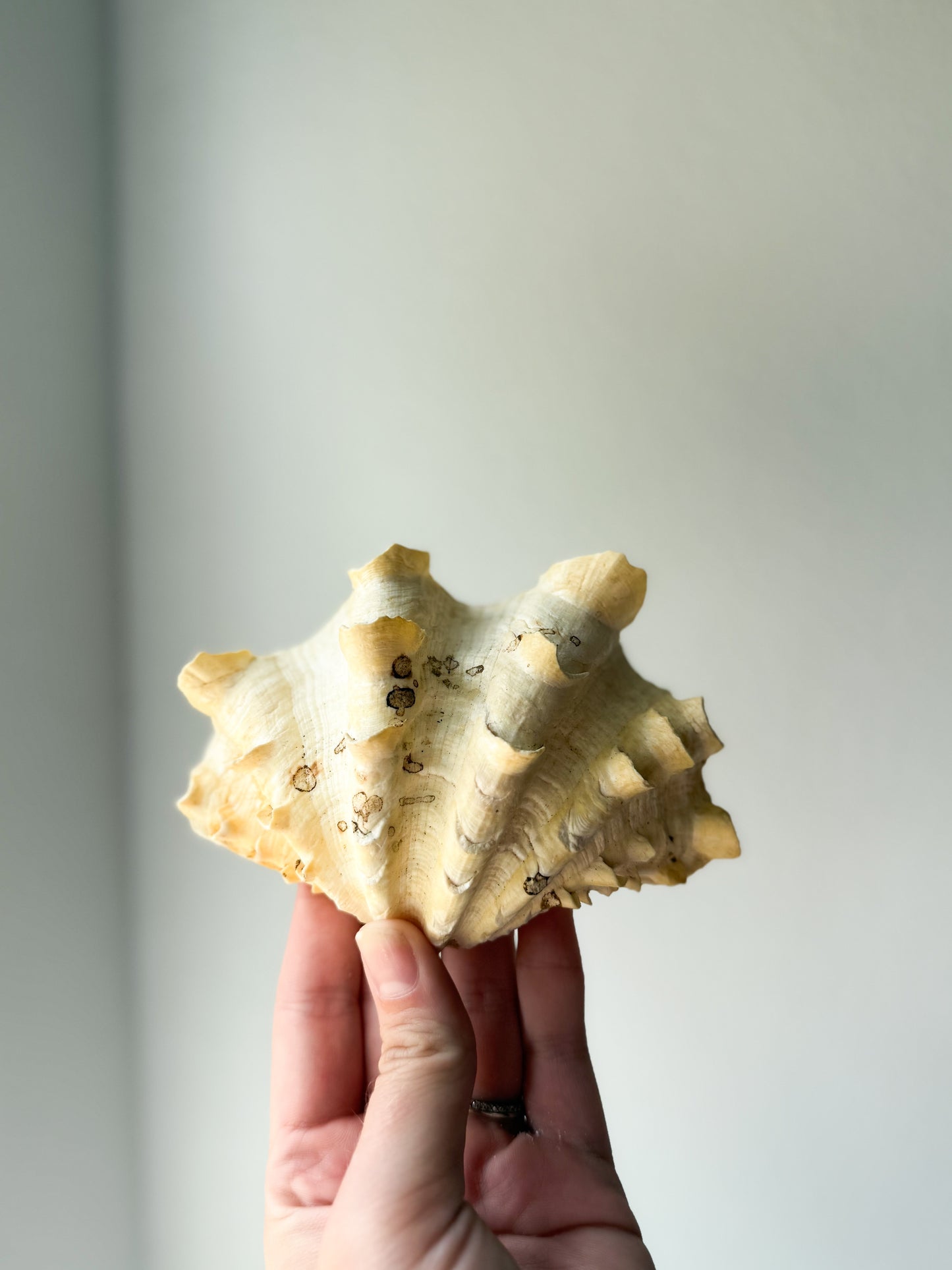 Texas Seashells