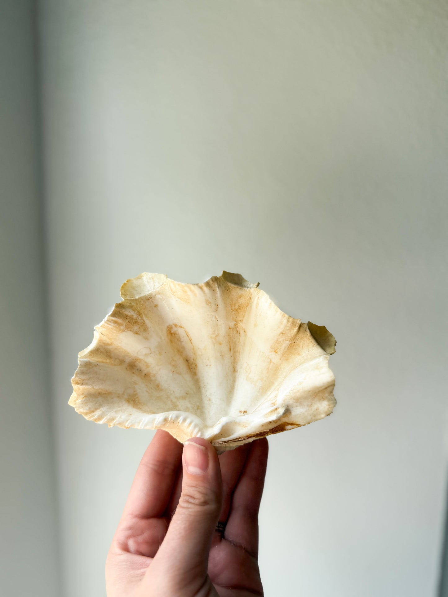 Texas Seashells